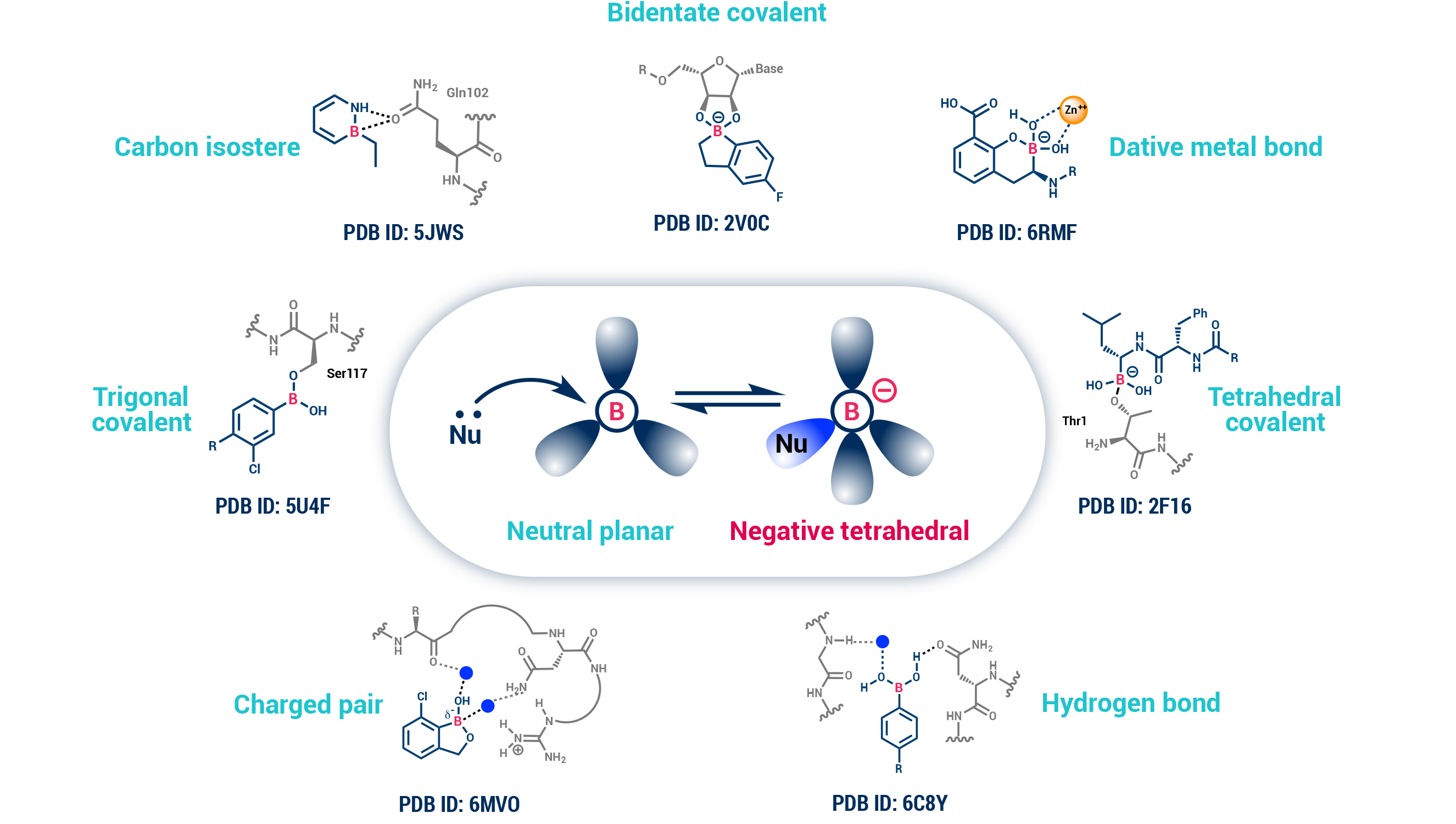 Visual showing how boron allows for shifts in charge and conformation, as well as a range of chemical interactions with a target.